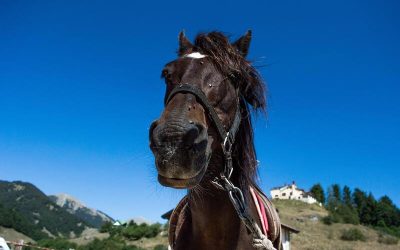Calcolo Bollo Auto Abruzzo 2026
